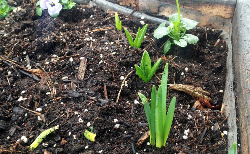 Spring flowers BISL mar21 3