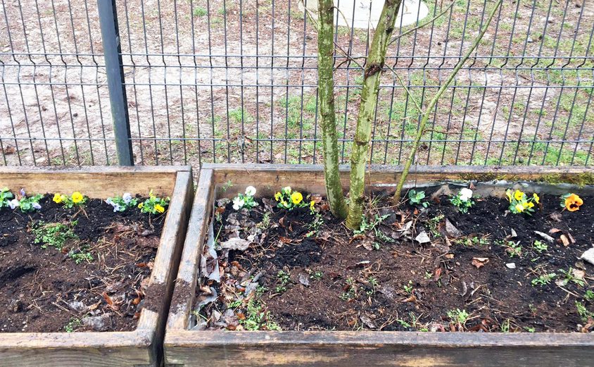 Spring flowers BISL mar21 4