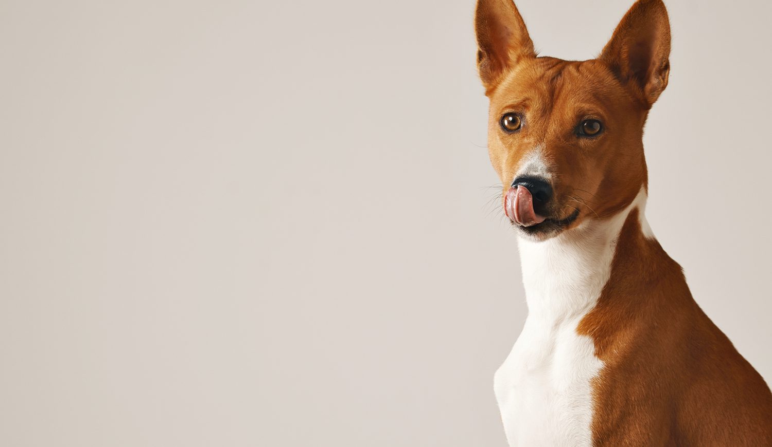 Adorable brown white dog licking his nose close up isolated white
