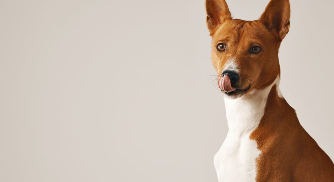 Adorable brown white dog licking his nose close up isolated white