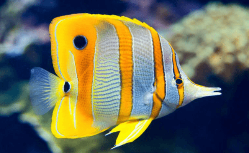 save the seas - beautiful fish